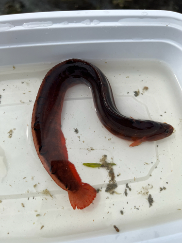 Bracketed blenny (Pholis laeta) — Pholidae — 4