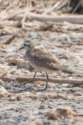 American Golden Plover (Pluvialis dominica), photo 7