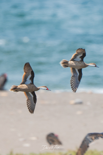 White-cheeked Pintail (Anas bahamensis), photo 5