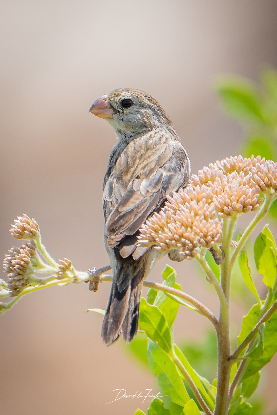 Chestnut-throated Seedeater (Sporophila telasco), photo 1