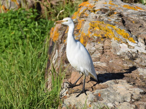 iNaturalist: (c) dmgallagher, some rights reserved (CC BY-NC) iNaturalist image