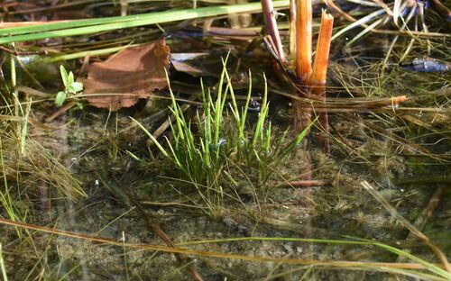 lake quillwort (Isoetes lacustris)
