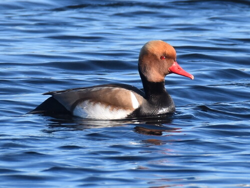 iNaturalist: (c) dmgallagher, some rights reserved (CC BY-NC) iNaturalist image