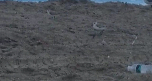 iNaturalist: (c) kaz, some rights reserved (CC BY-NC), uploaded by kaz iNaturalist image