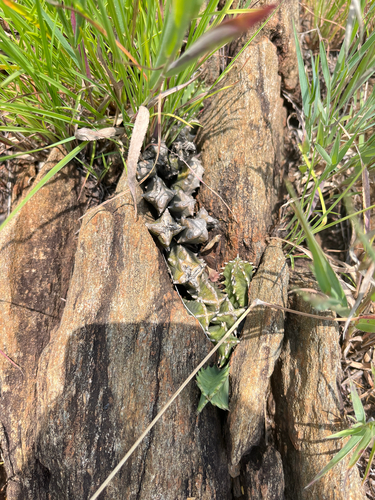 Ceropegia stapelioides