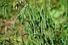 Phleum