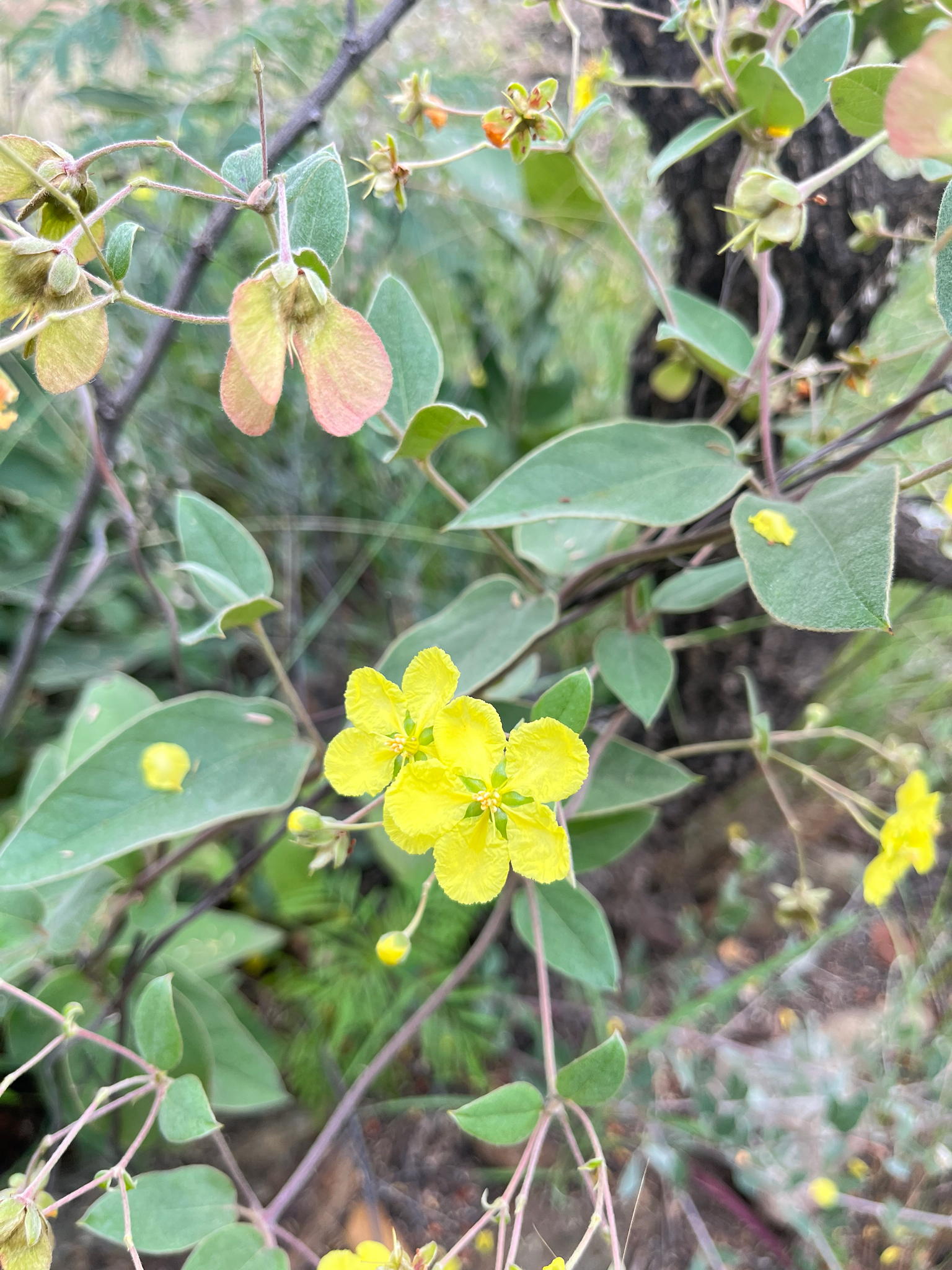 Imagem de Sphedamnocarpus pruriens