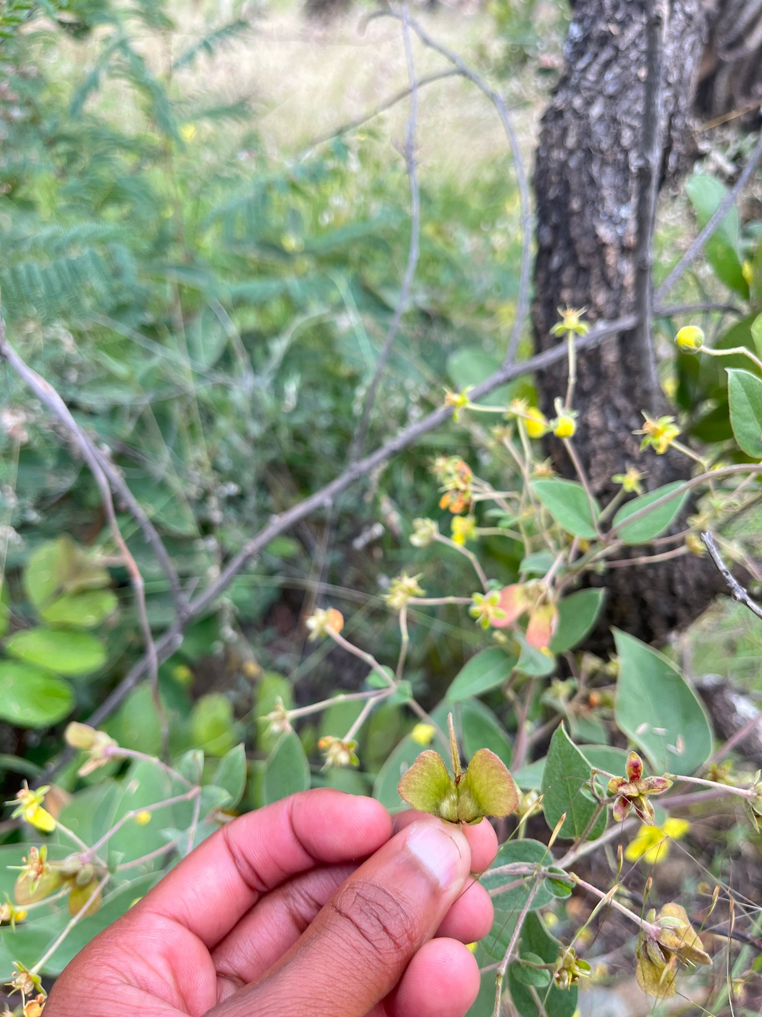 Imagem de Sphedamnocarpus pruriens