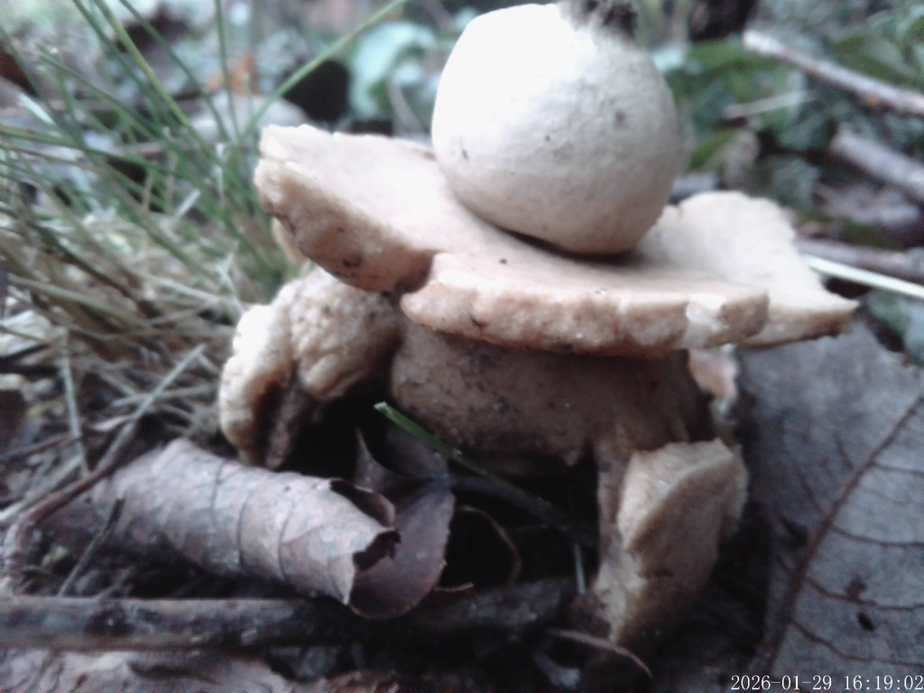Geastrum michelianum · January 2026 · photo: © inhope (iNaturalist, cc0)