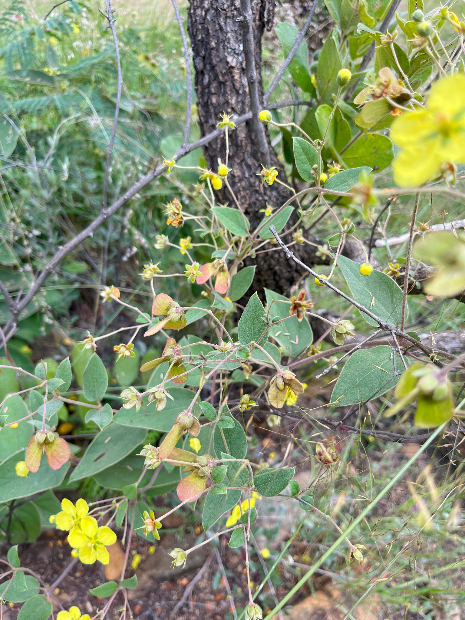 Imagem de Sphedamnocarpus pruriens