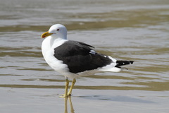 Larus dominicanus