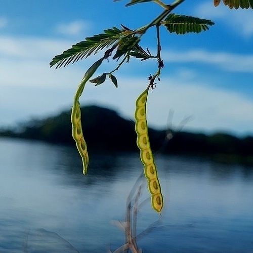 Shyleaf (Aeschynomene americana)