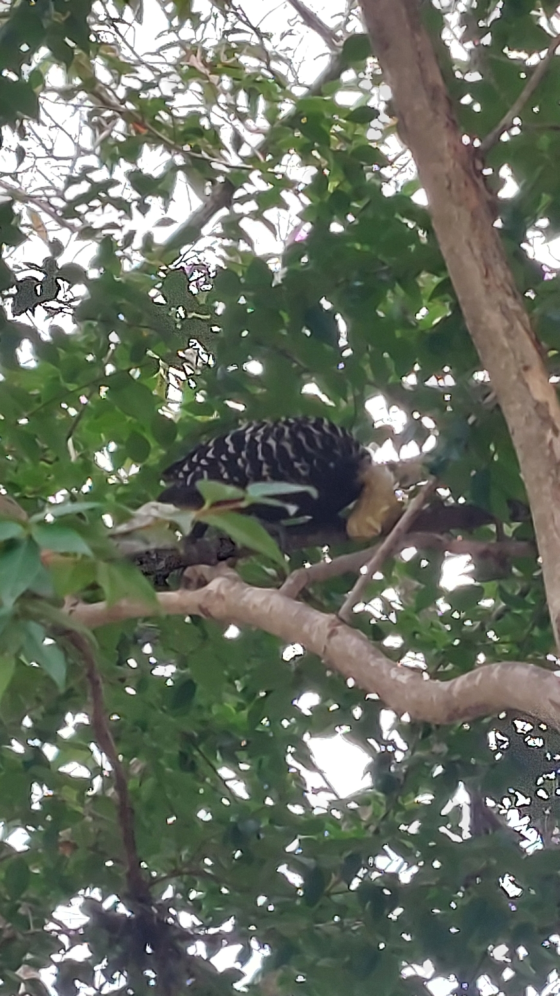 Blond-crested Woodpecker (Celeus flavescens), photo 8