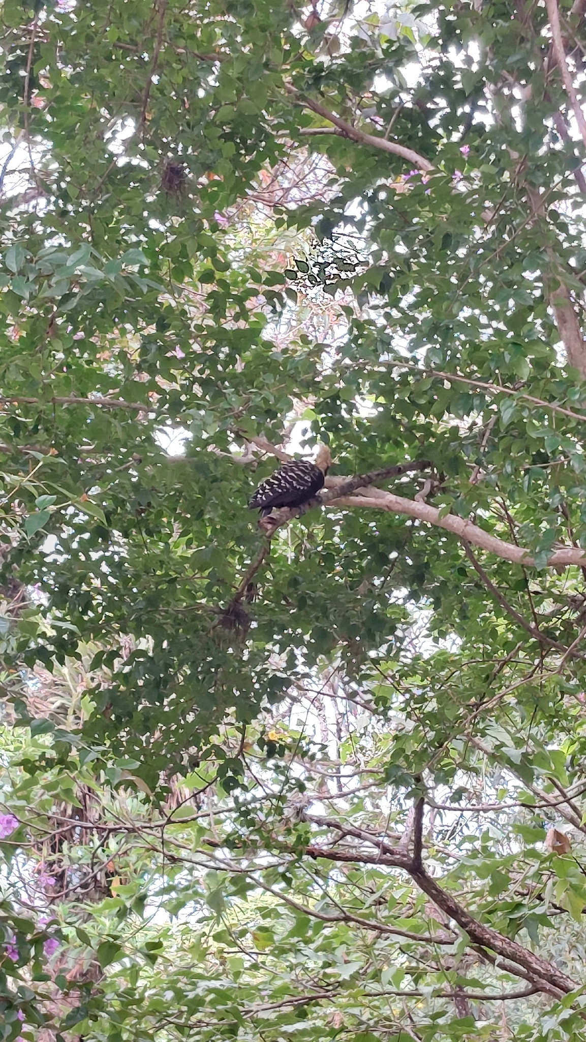 Blond-crested Woodpecker (Celeus flavescens), photo 9