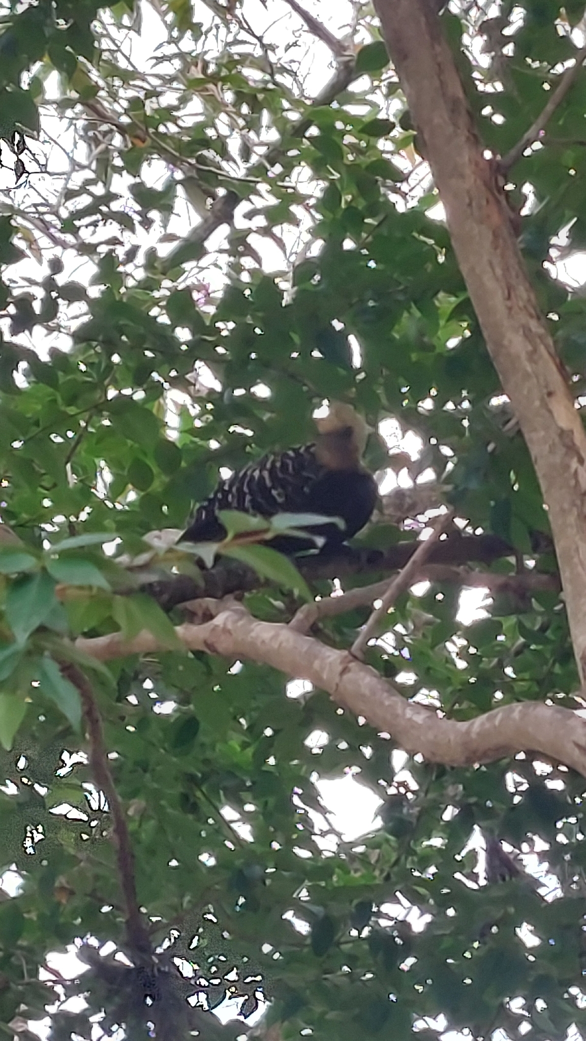 Blond-crested Woodpecker (Celeus flavescens), photo 10