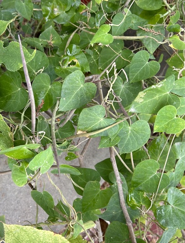 Cynanchum chinense