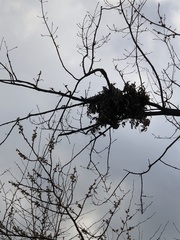 Sciurus carolinensis