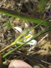 Romulea flava viridiflora