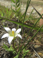 Romulea flava viridiflora