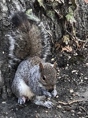 Sciurus carolinensis