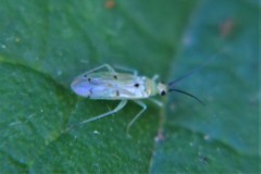 Paraproba crotonica