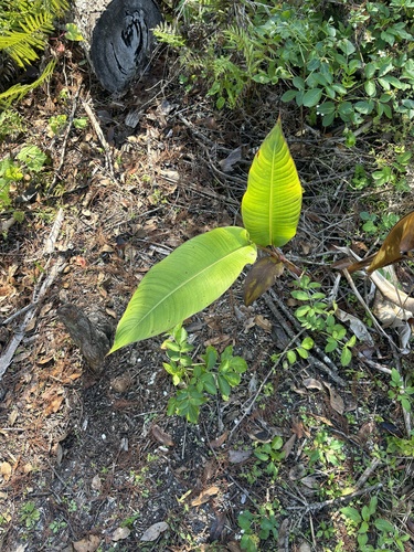 Bandanna of the Everglades (Canna flaccida)