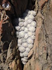 Mammillaria plumosa