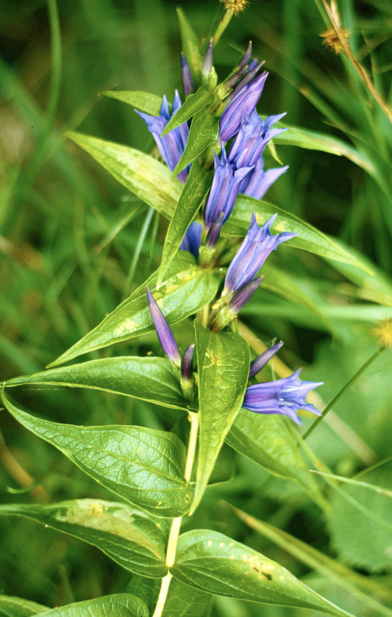 Willow Gentian (Gentiana asclepiadea)