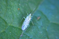 Paraproba crotonica