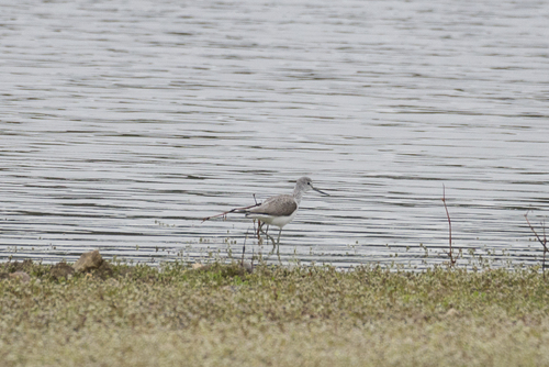 iNaturalist: (c) tonipons, some rights reserved (CC BY-NC), uploaded by tonipons iNaturalist image