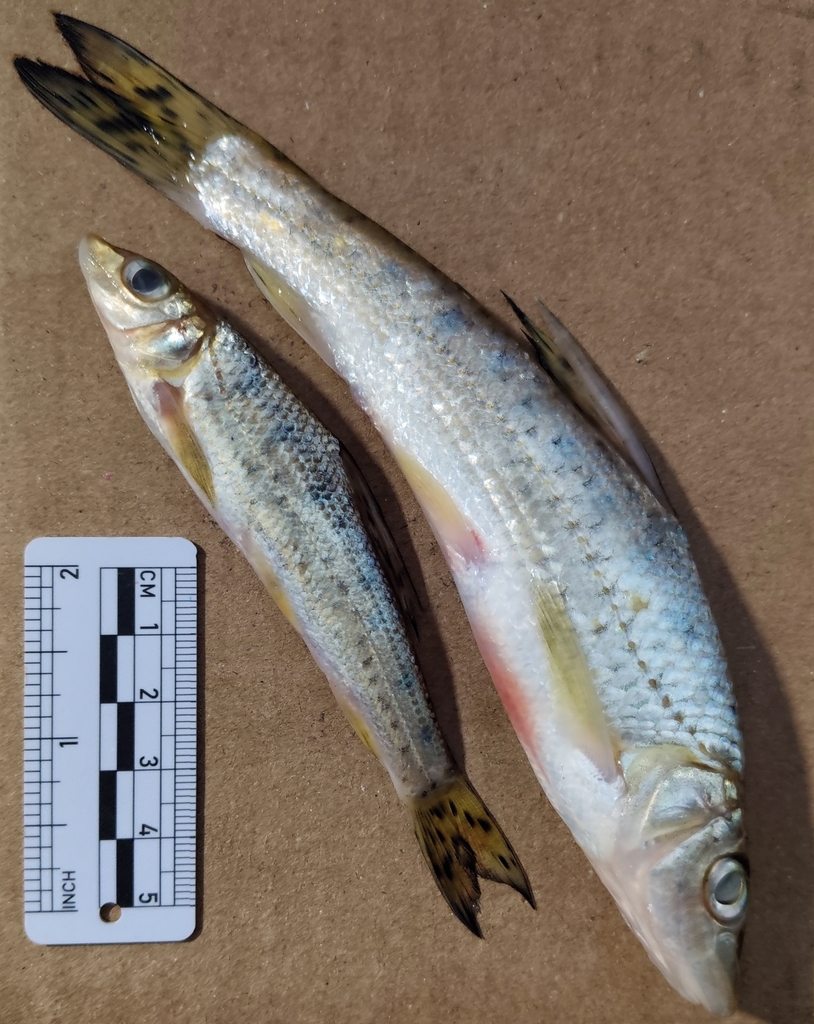 Spotted barbel (Hemibarbus maculatus) — Cyprinidae