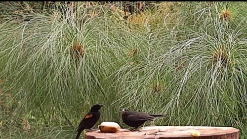 Epaulet Oriole (Icterus cayanensis), photo 7