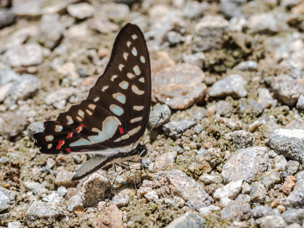 Great Jay (Graphium eurypylus)