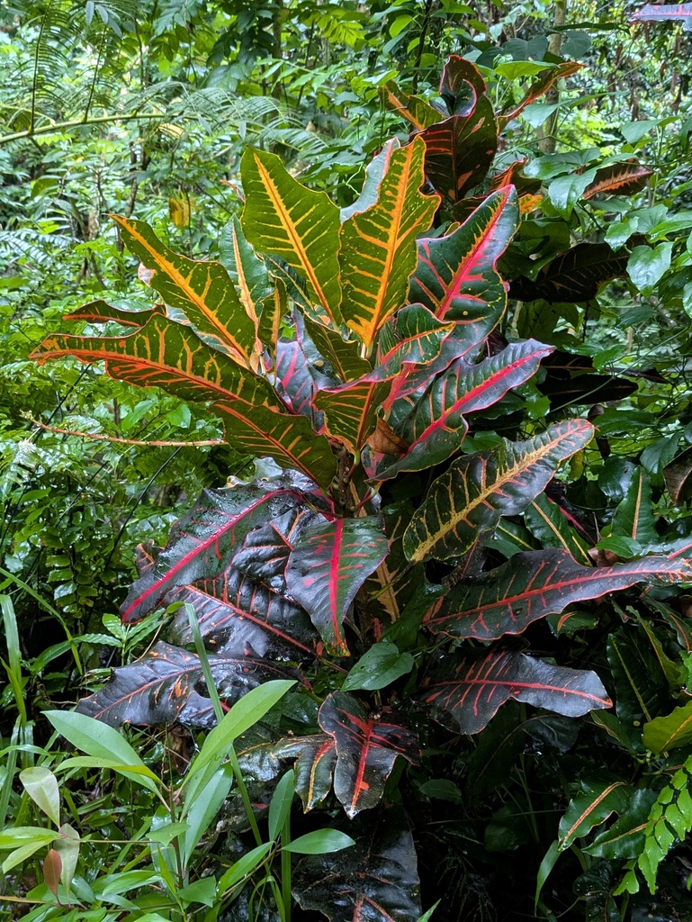 Cô Tòng – Codiaeum variegatum