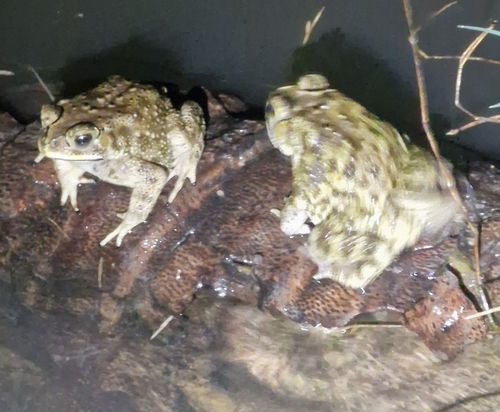 Duttaphrynus melanostictus