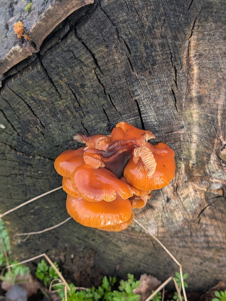 Flammulina · January 2026 · photo: © pilmar (iNaturalist, cc0)