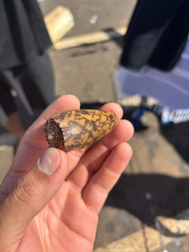 Conus striatus observed 2026-01-18