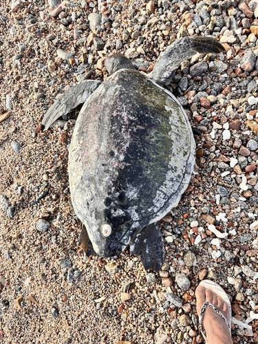 Chelonia mydas