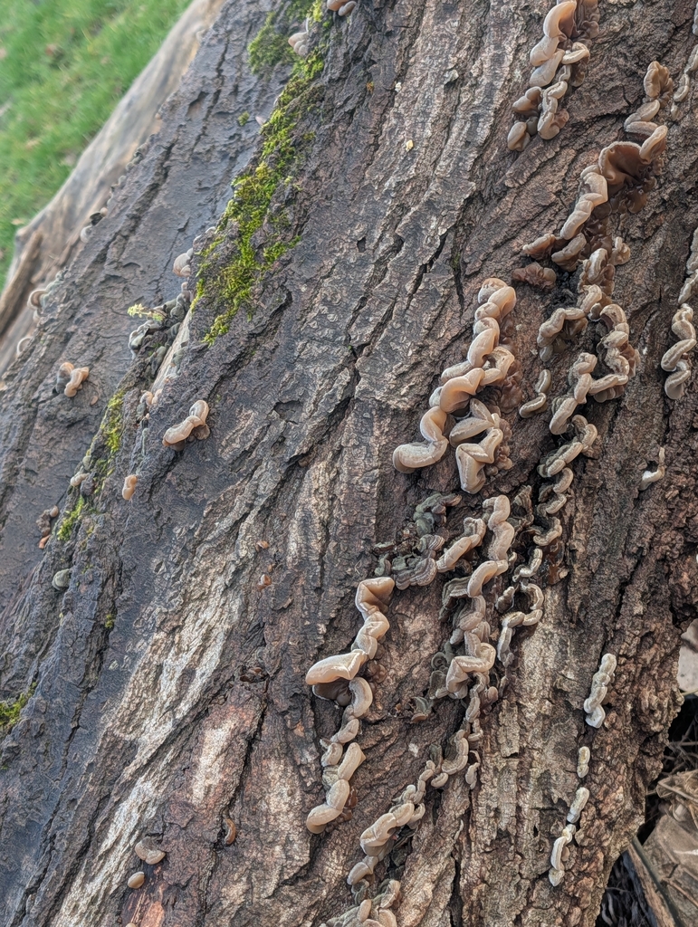 Auricularia mesenterica · January 2026 · photo: © pilmar (iNaturalist, cc0)