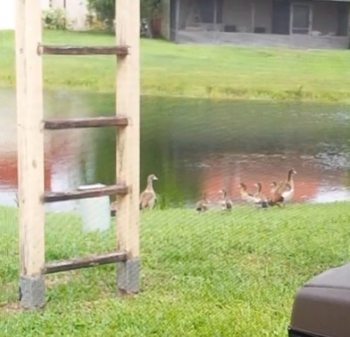 iNaturalist: (c) kaz, some rights reserved (CC BY-NC), uploaded by kaz iNaturalist image