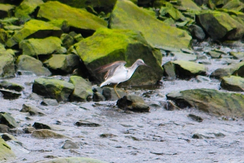 iNaturalist: (c) Максим Беликов, some rights reserved (CC BY-NC), uploaded by Максим Беликов iNaturalist image