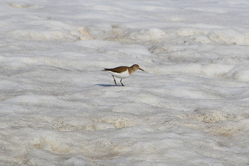 iNaturalist: (c) Максим Беликов, some rights reserved (CC BY-NC), uploaded by Максим Беликов iNaturalist image