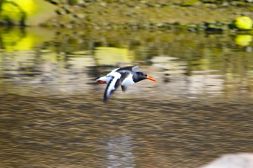 iNaturalist: (c) Максим Беликов, some rights reserved (CC BY-NC), uploaded by Максим Беликов iNaturalist image