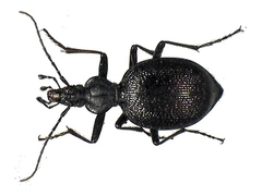 Scaphinotus interruptus