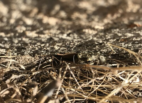 iNaturalist observation photo of Pacific chorus frog