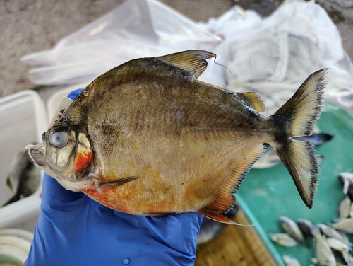 Wimple piranha (Catoprion mento) — Serrasalmidae — 5