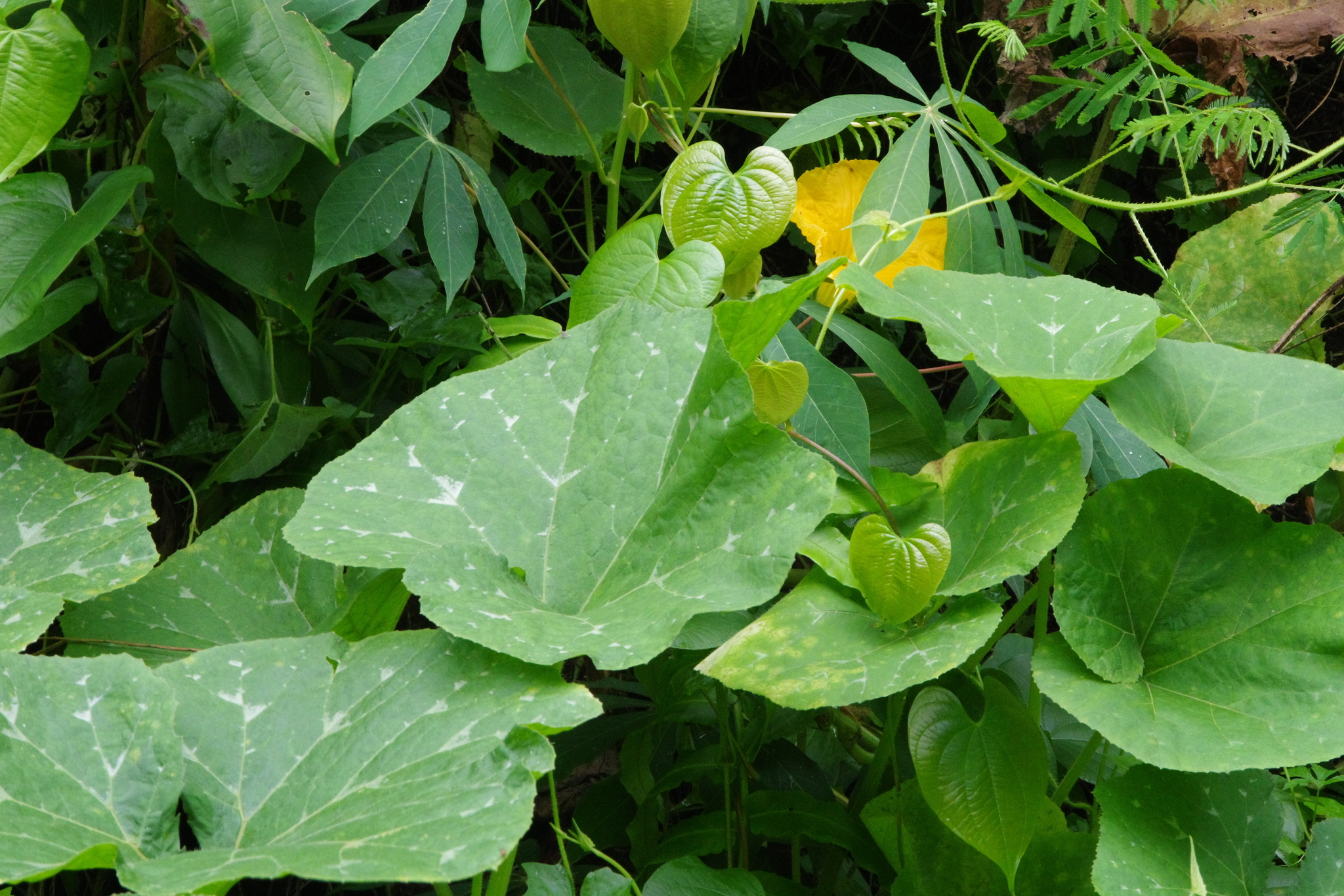 Beispielbild: Moschuskürbis (Cucurbita moschata)