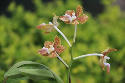 Vanda motesiana