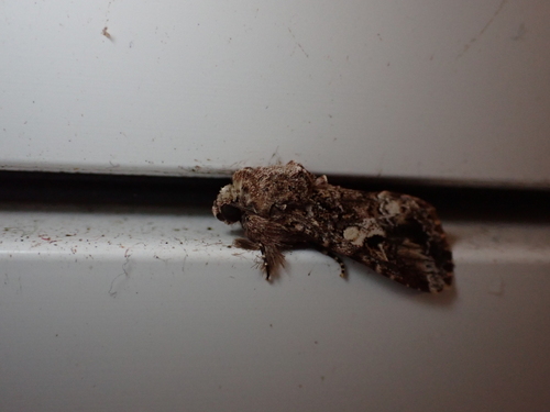 Lawn Armyworm Moth photo 3
