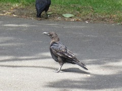 Corvus corone